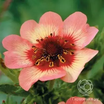 Лапчатка травянистая Твинклин Стар