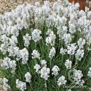 Лаванда Арктик Сноу