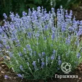 Лаванда Гренни Букет