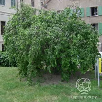 Лещина обыкновенная