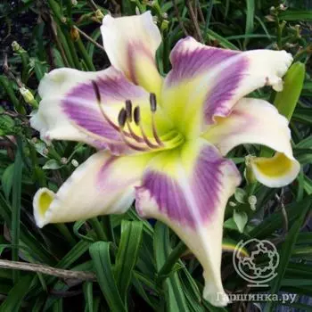 Лилейник Айд Твистер