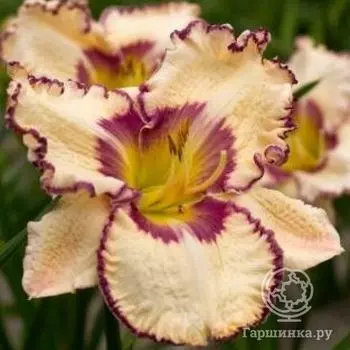 Лилейник Антик Линен