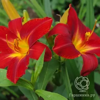 Лилейник Анзак