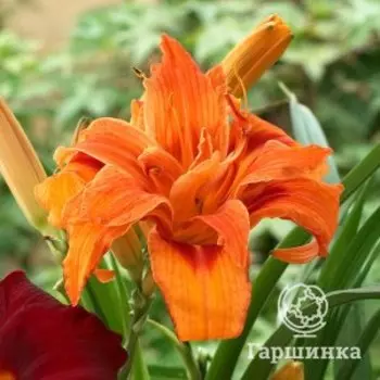 Лилейник Априкот Бьюти