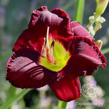 Лилейник Бела Лугоси