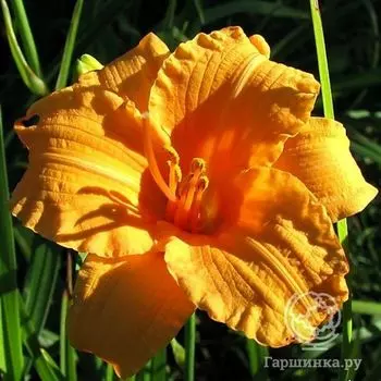 Лилейник Берти Феррис