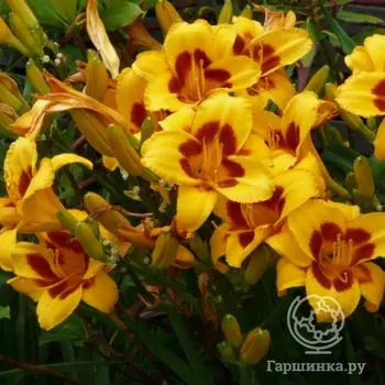 Лилейник Блэк Айд Сюзан