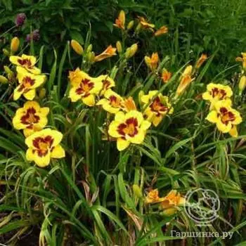 Лилейник Блэкберри Кэнди