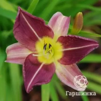 Лилейник Блю Шин