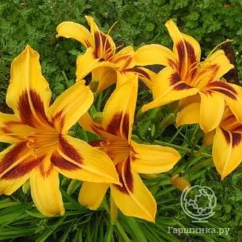 Лилейник Бонанза