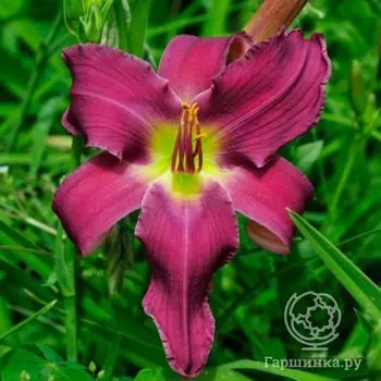 Лилейник Брэф оф Блу Эйр