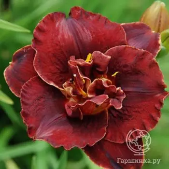 Лилейник Бургунди Лав