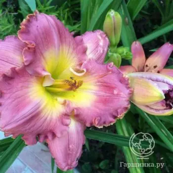 Лилейник Ченс Инкаунтер