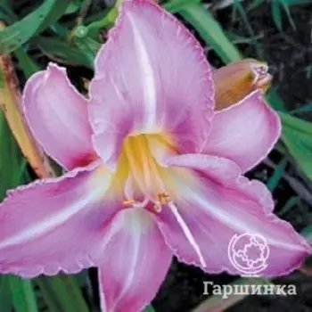 Лилейник Чикаго Джевел