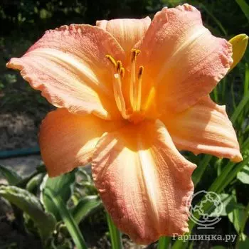 Лилейник Чилдрен Фестивал