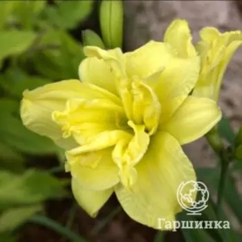 Лилейник Дабл Еллоу