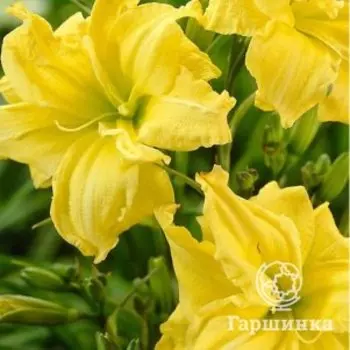 Лилейник Дабл Еллоу Ривер