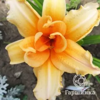 Лилейник Дабл Энтренде