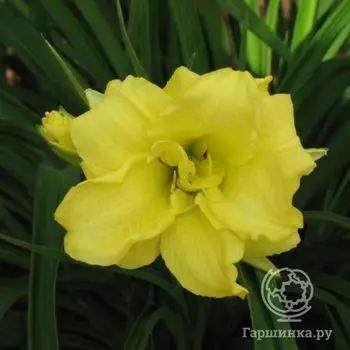 Лилейник Дабл Кьюти