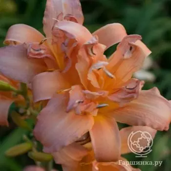 Лилейник Дабл Помпон