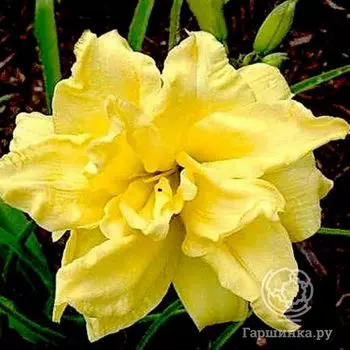 Лилейник Дабл Риве Вей