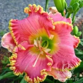 Лилейник Дивас Чойс