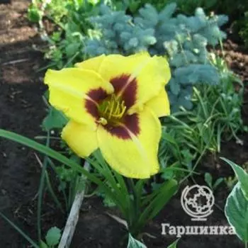 Лилейник Дон Стивенс