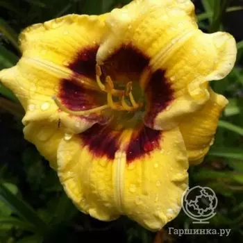 Лилейник Джейсон Салтер