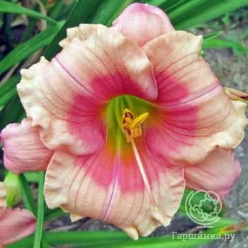 Лилейник Дженис Браун