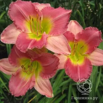 Лилейник Файнал Тач