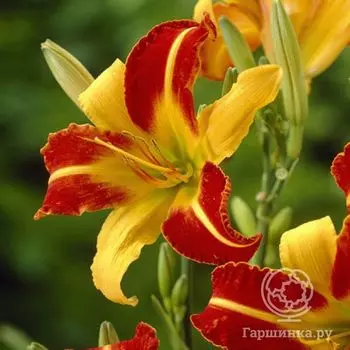 Лилейник Франс Халс