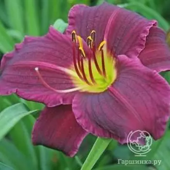 Лилейник Грэйп Велвет