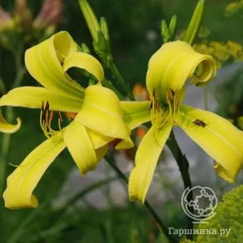 Лилейник Грин Арроу