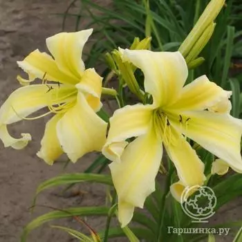 Лилейник Хэвенли Флайт оф Эйнджелс