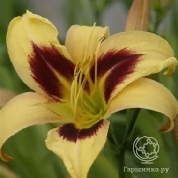 Лилейник Интермедия