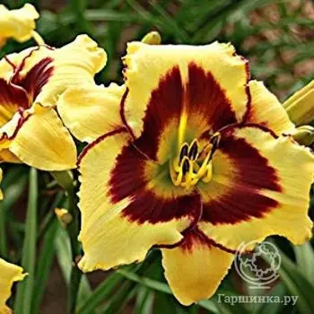 Лилейник Эль Десперадо