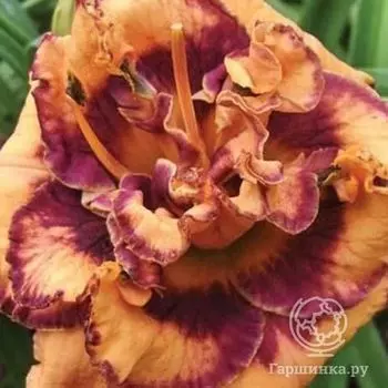 Лилейник Эксплодед Пампкин