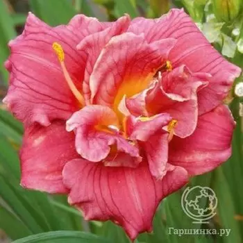 Лилейник Кьют Эз Кэн Би