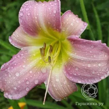 Лилейник Катерина Вудбери