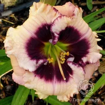 Лилейник Кристалл Пино