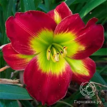 Лилейник Кристмас Из