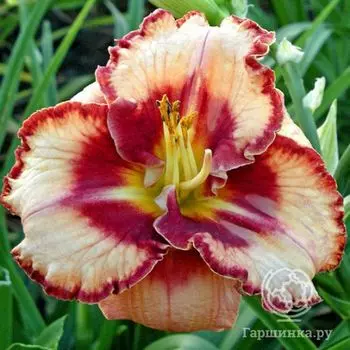 Лилейник Лайз энд Липстик