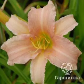 Лилейник Лакшери Лейс