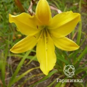 Лилейник Лемон Беллс