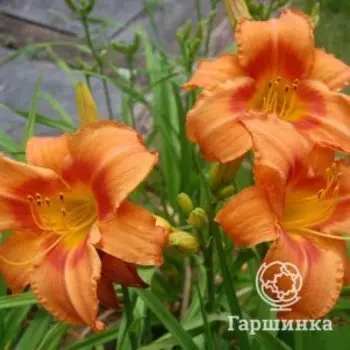 Лилейник Либия Оранж Краш