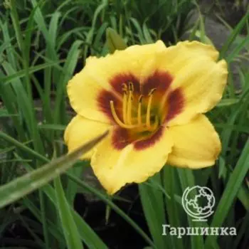 Лилейник Литтл Пол