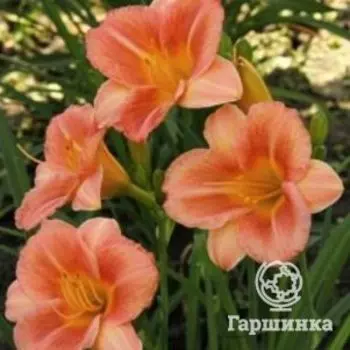 Лилейник Лонгфилдс Баттерфляй