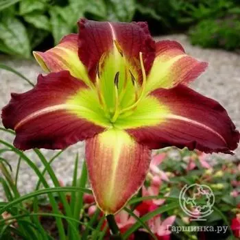 Лилейник Майк Рид