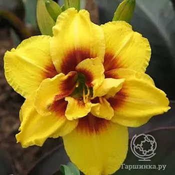 Лилейник Маунт Хелена