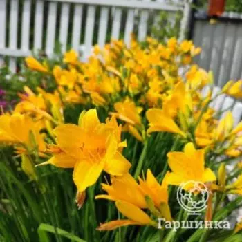 Лилейник Миддендорфа